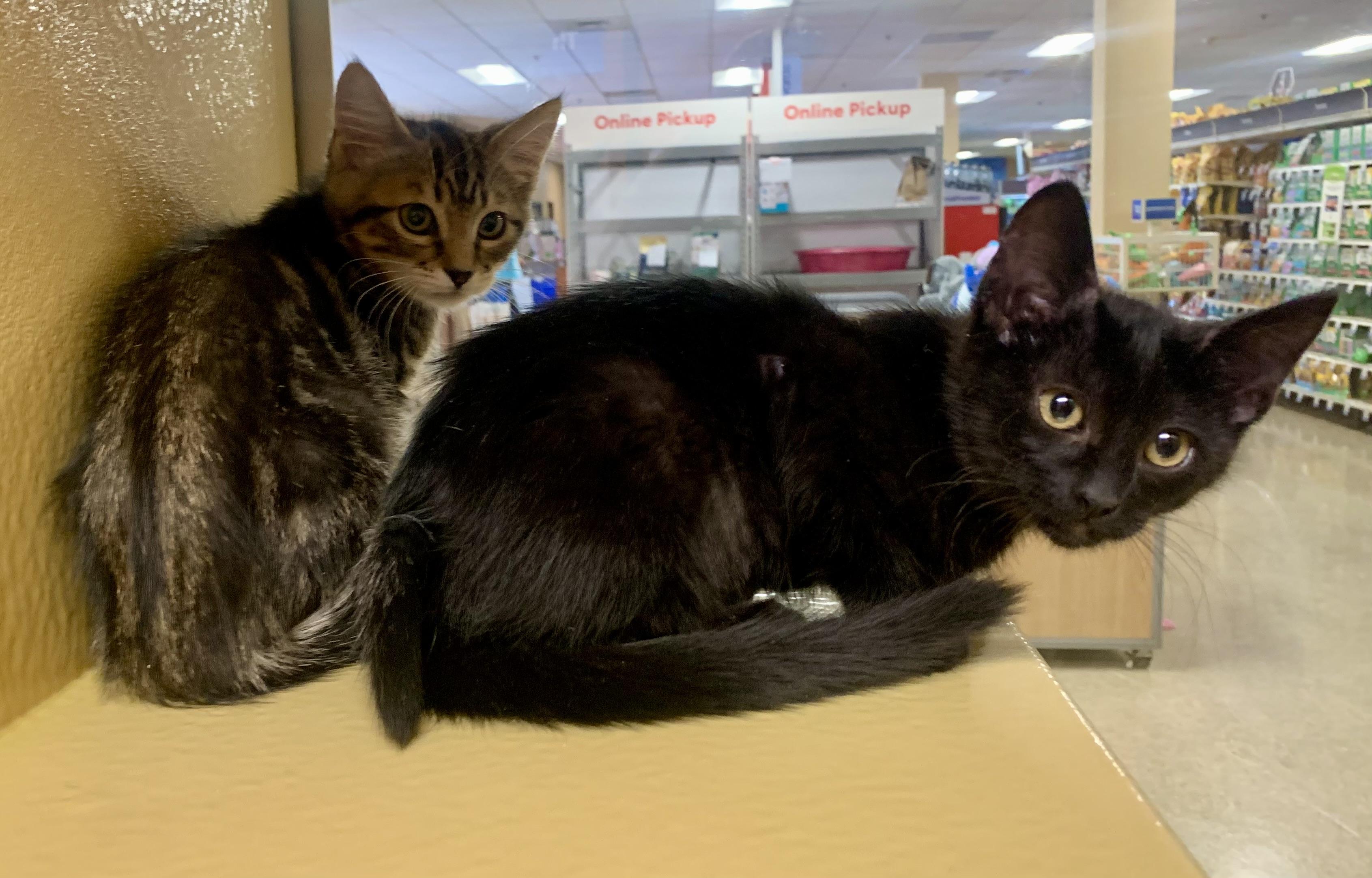 Hailey & Harmony (BONDED PAIR)