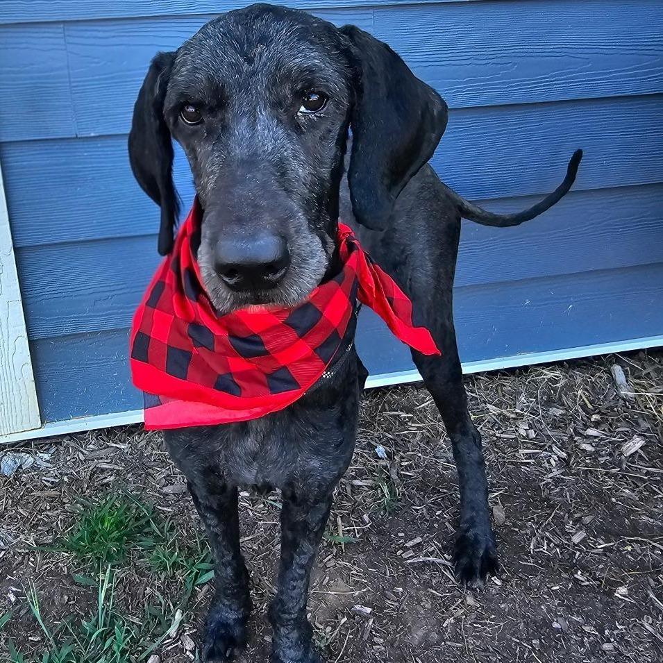 Enlarge FOSTER NEEDED - Jonathan, a Adoptable Standard Poodle in Staten Island, NY image 1/1
