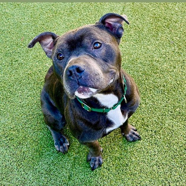 Enlarge Dusty, a Adoptable American Staffordshire Terrier in Greensboro, NC image 1/6