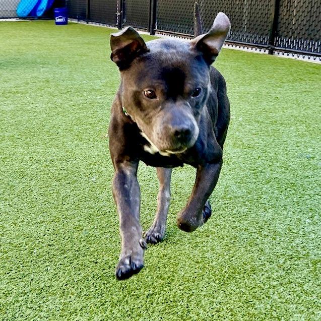 Enlarge Dusty, a Adoptable American Staffordshire Terrier in Greensboro, NC image 2/6