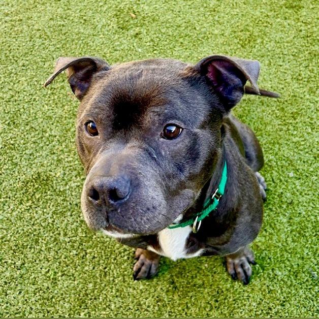 Enlarge Dusty, a Adoptable American Staffordshire Terrier in Greensboro, NC image 3/6