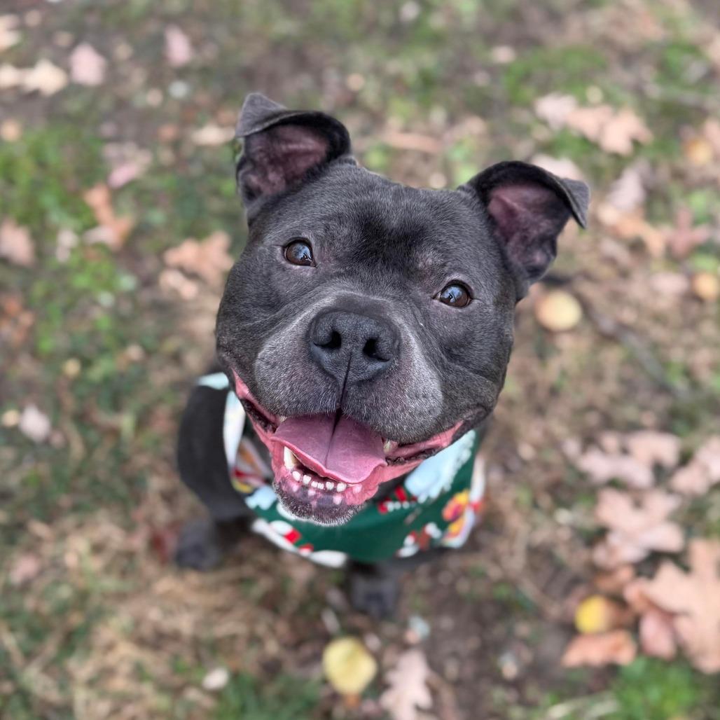 Enlarge Dusty, a Adoptable American Staffordshire Terrier in Greensboro, NC image 4/6