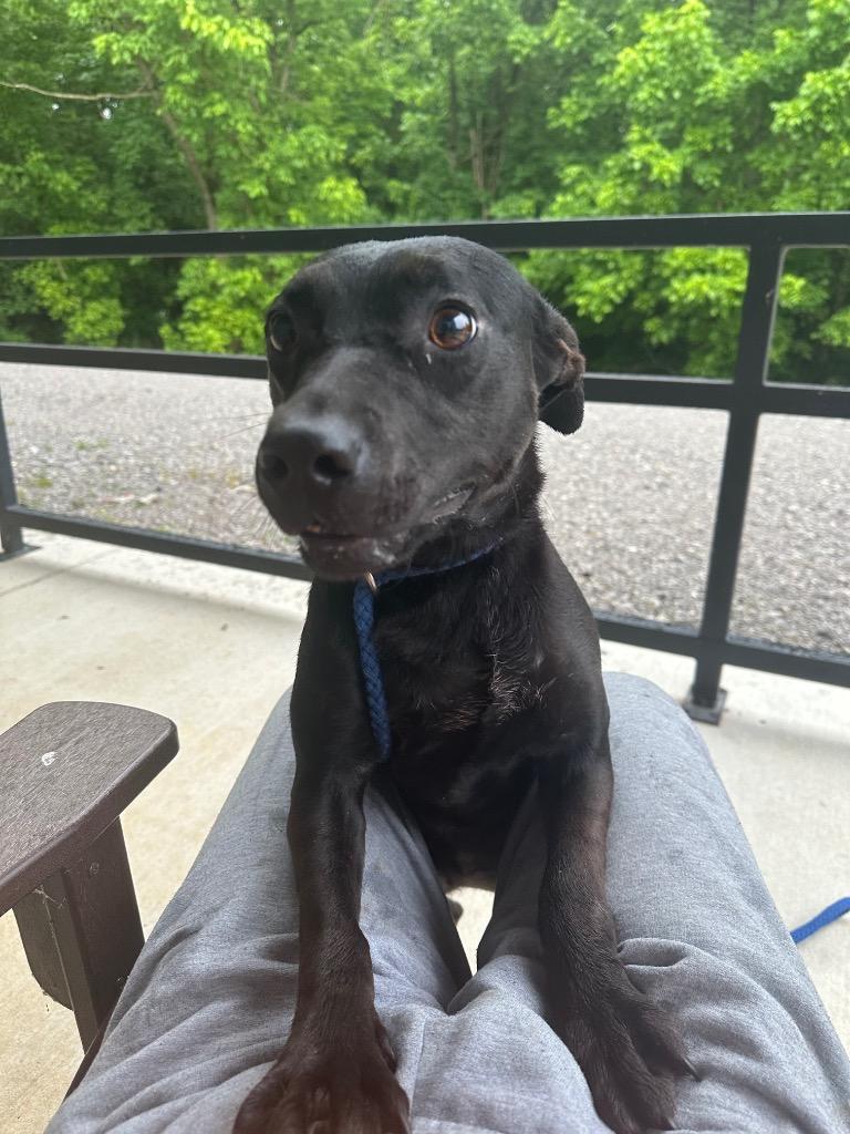 Ruex, Adoptable, Adult Female Mixed Breed.