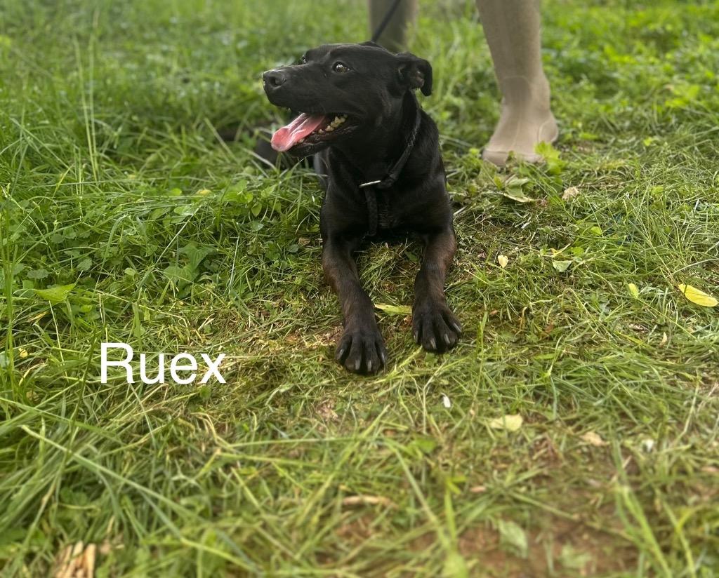 Enlarge Ruex, a Adoptable mixed breed in Lawrenceburg, TN image 2/6