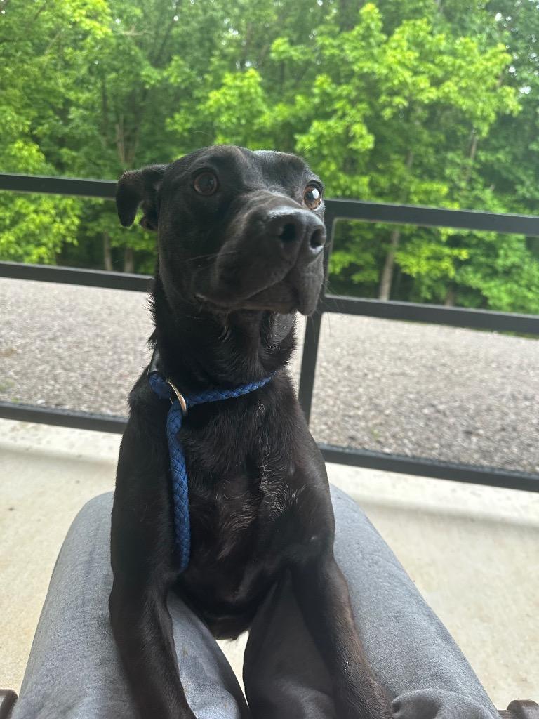 Enlarge Ruex, a Adoptable mixed breed in Lawrenceburg, TN image 3/6