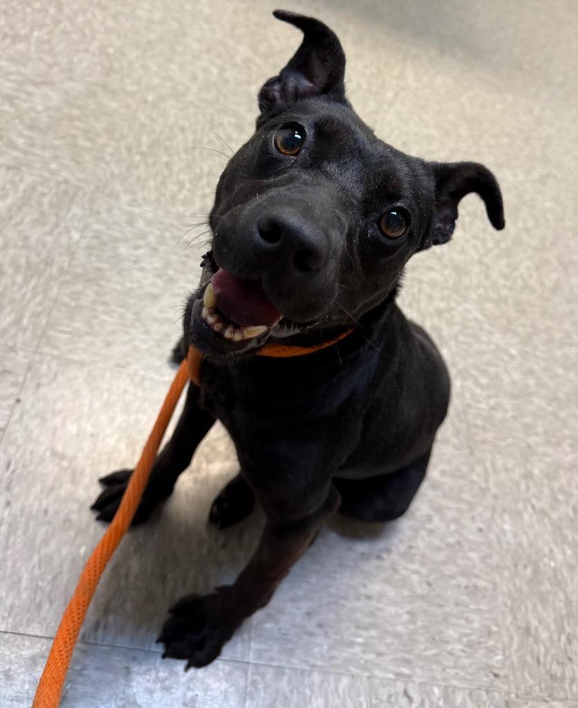 Enlarge Ruex, a Adoptable mixed breed in Lawrenceburg, TN image 4/6