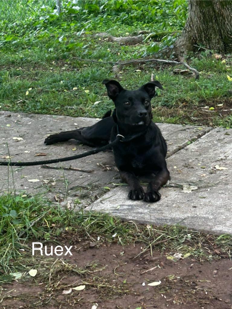 Enlarge Ruex, a Adoptable mixed breed in Lawrenceburg, TN image 5/6