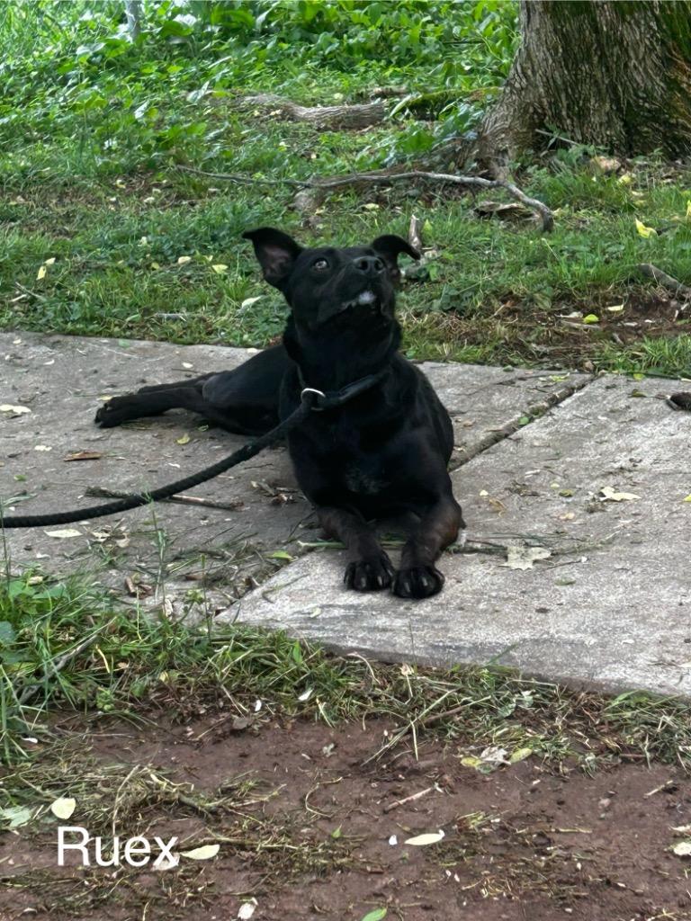 Enlarge Ruex, a Adoptable mixed breed in Lawrenceburg, TN image 6/6