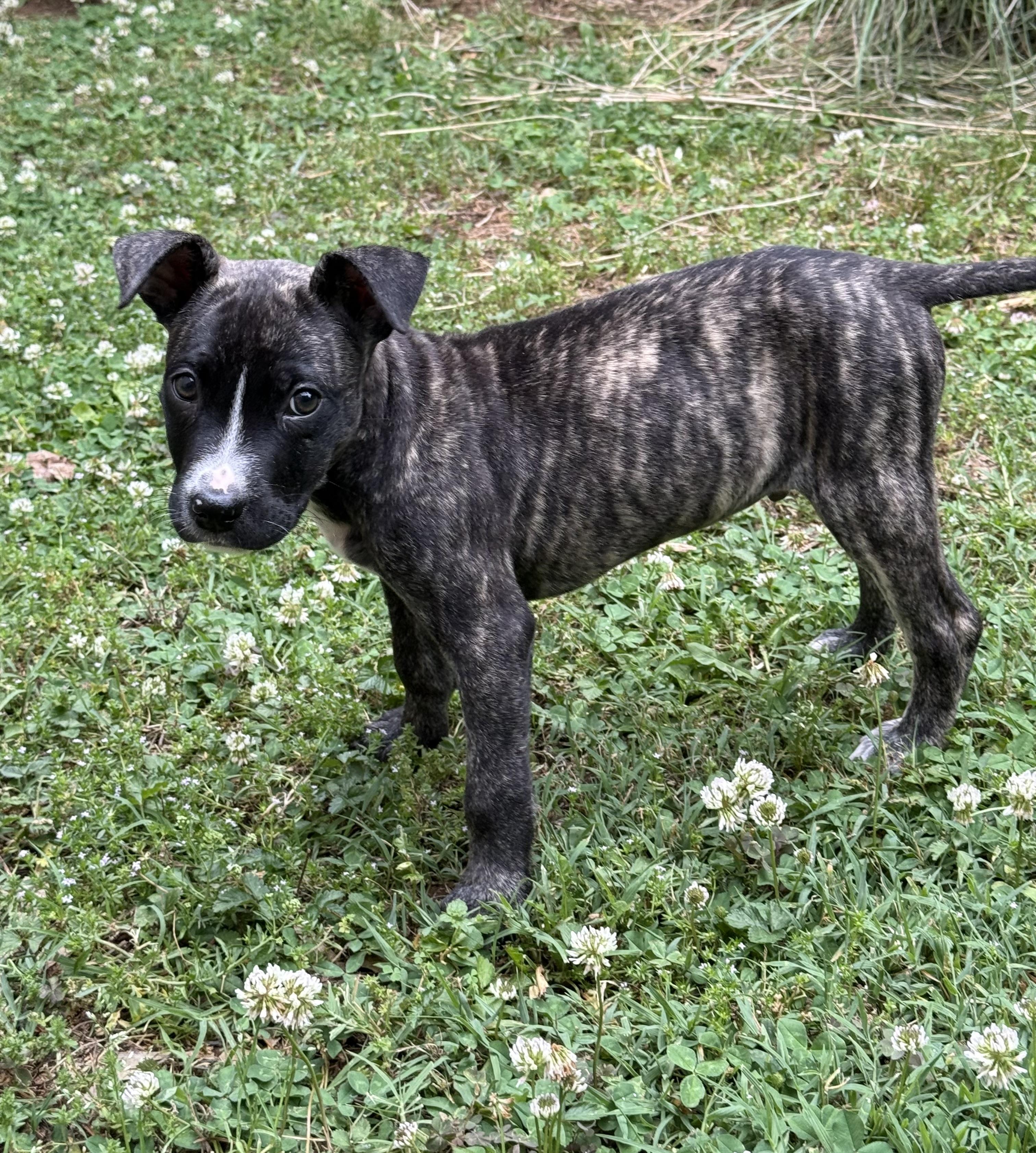 Enlarge Doc, a ADOPTABLE mixed breed in Spring hill, TN image 4/6