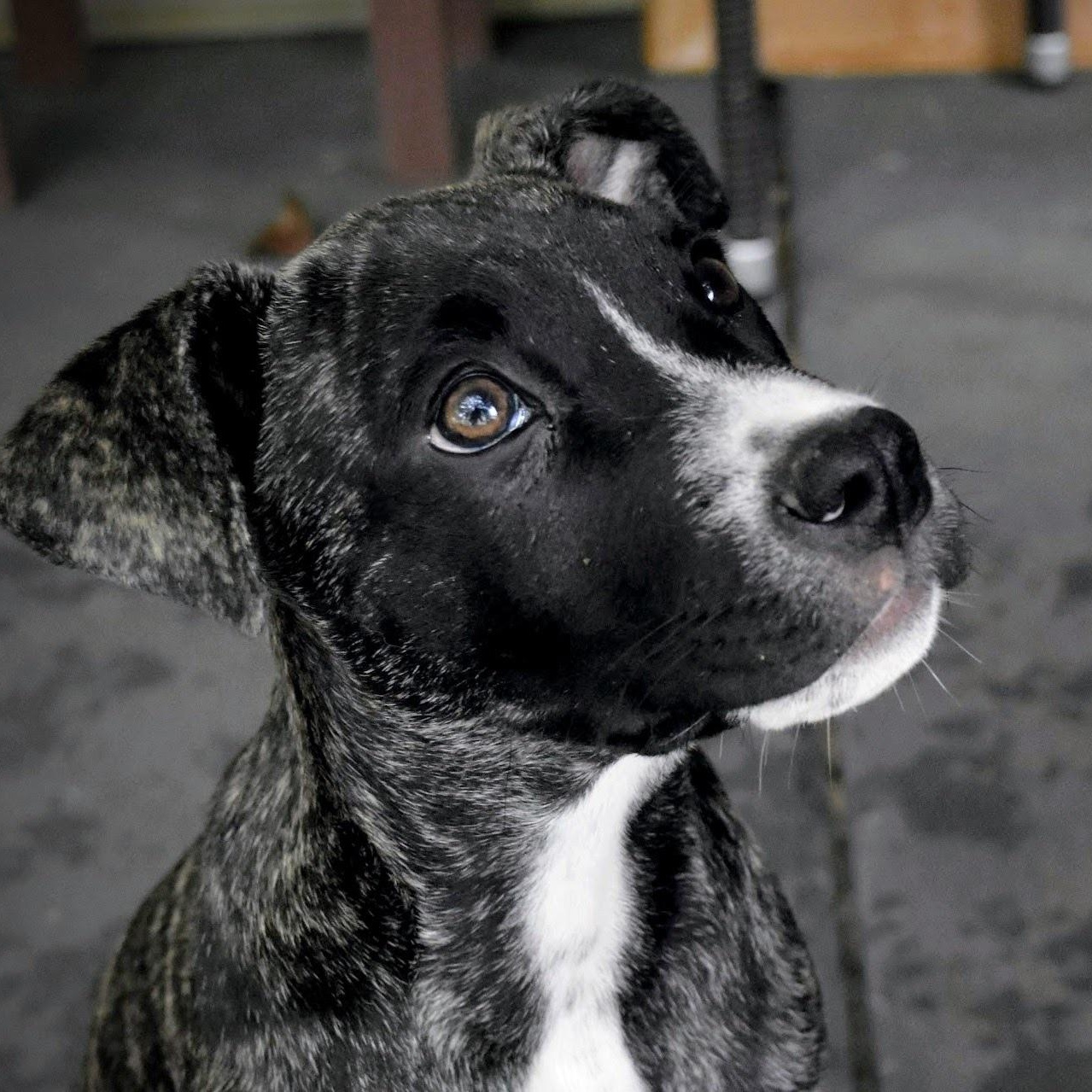 Enlarge Doc, a ADOPTABLE mixed breed in Spring hill, TN image 5/6