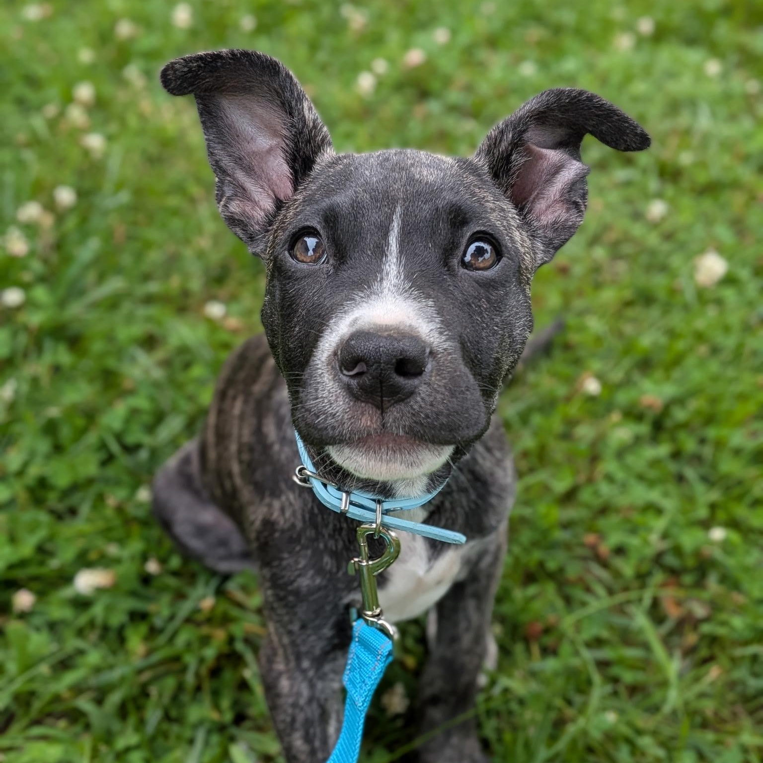 Enlarge Doc, a ADOPTABLE mixed breed in Spring hill, TN image 2/6