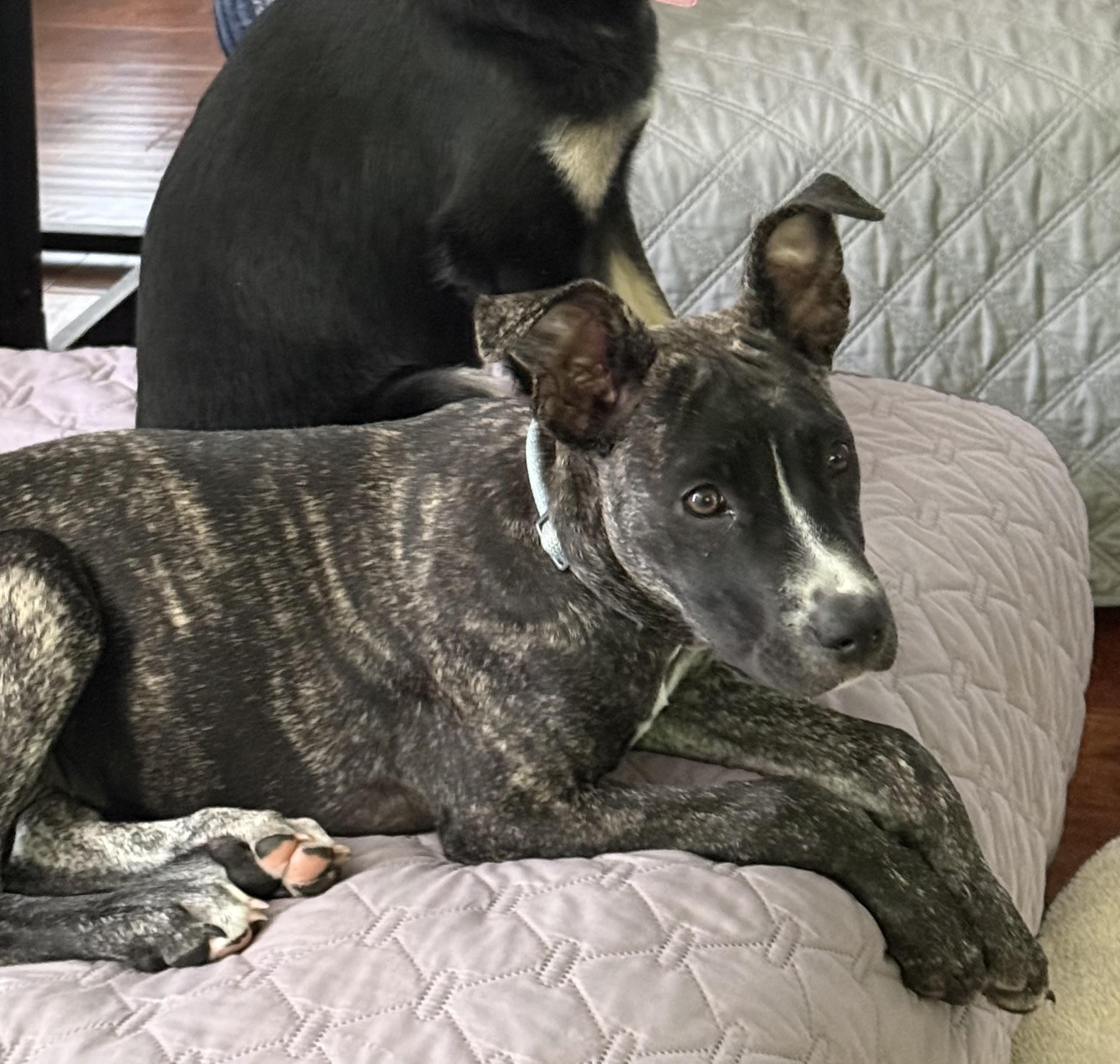 Doc, a ADOPTABLE mixed breed in Spring hill, TN image 6/6