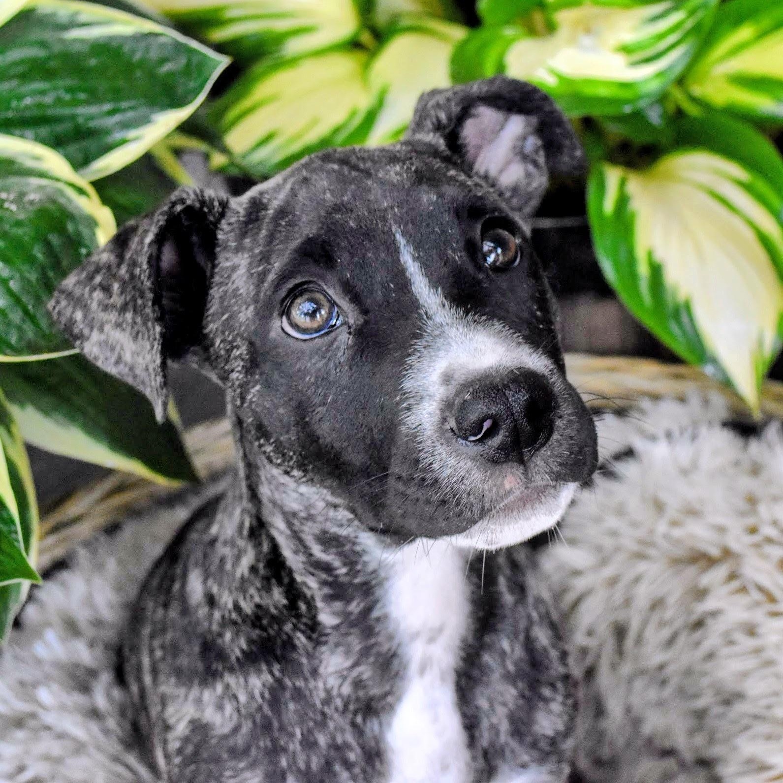 Enlarge Doc, a ADOPTABLE mixed breed in Spring hill, TN image 1/6