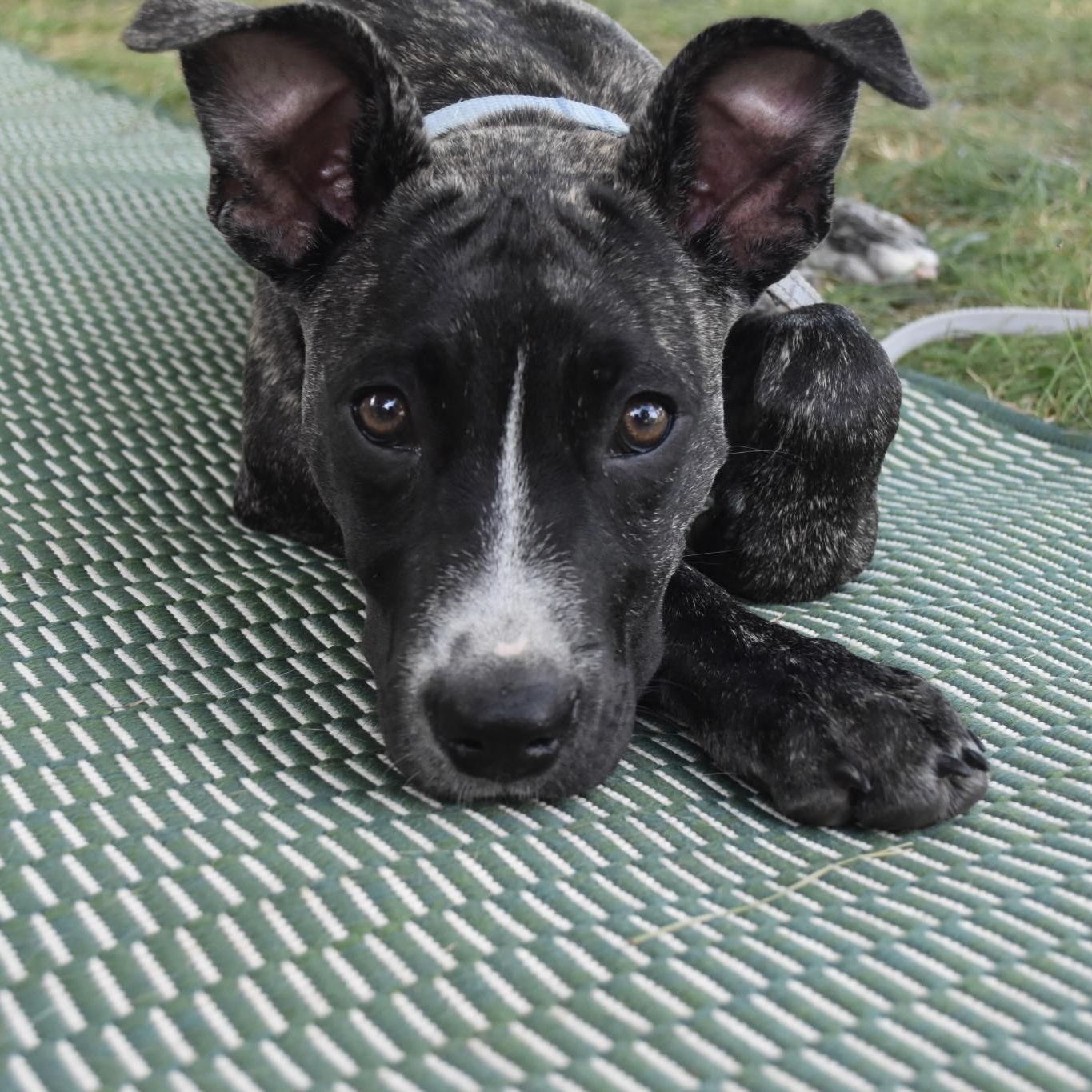 Doc, ADOPTABLE, Puppy Male Terrier & Mixed Breed.