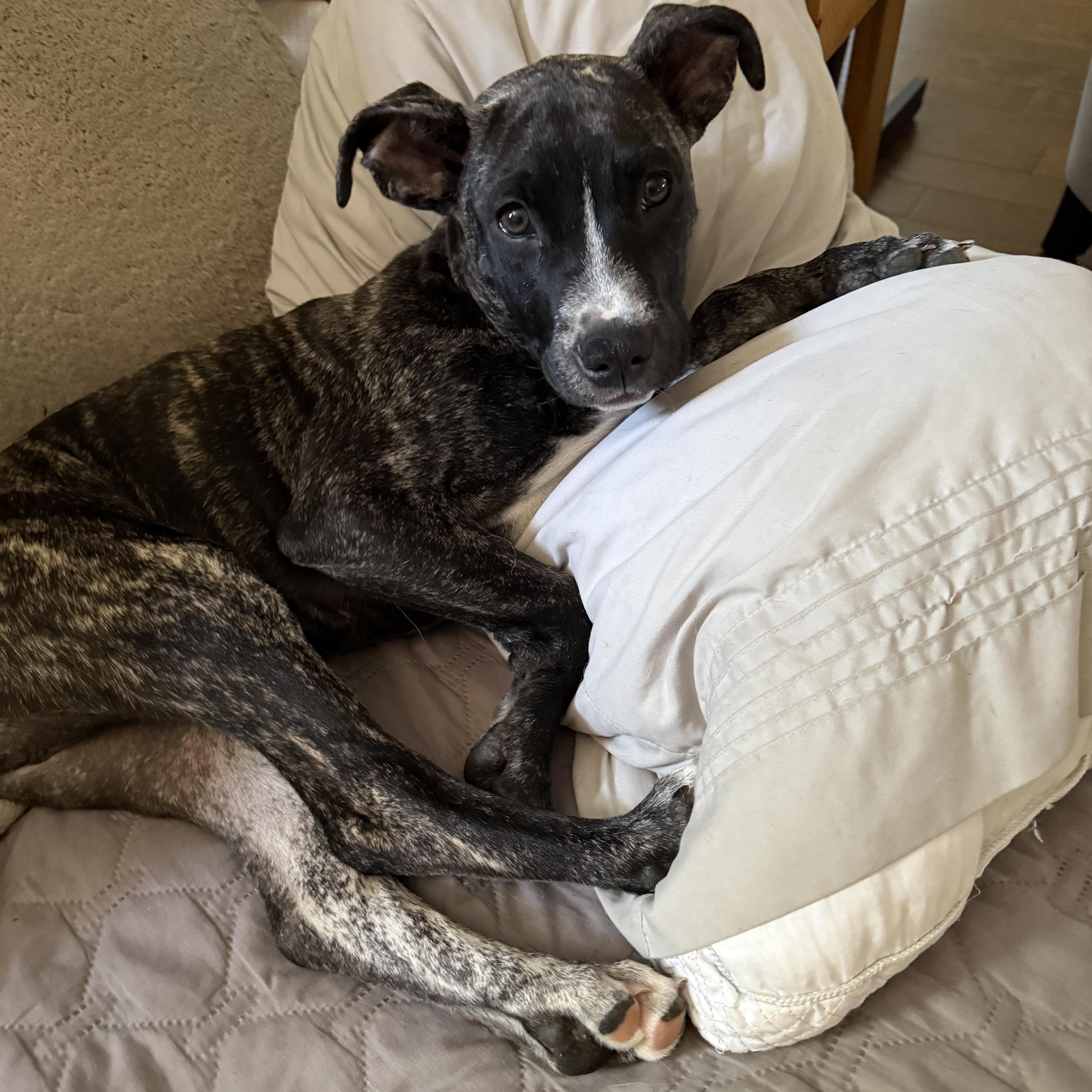 Enlarge Doc, a ADOPTABLE mixed breed in Spring hill, TN image 6/6