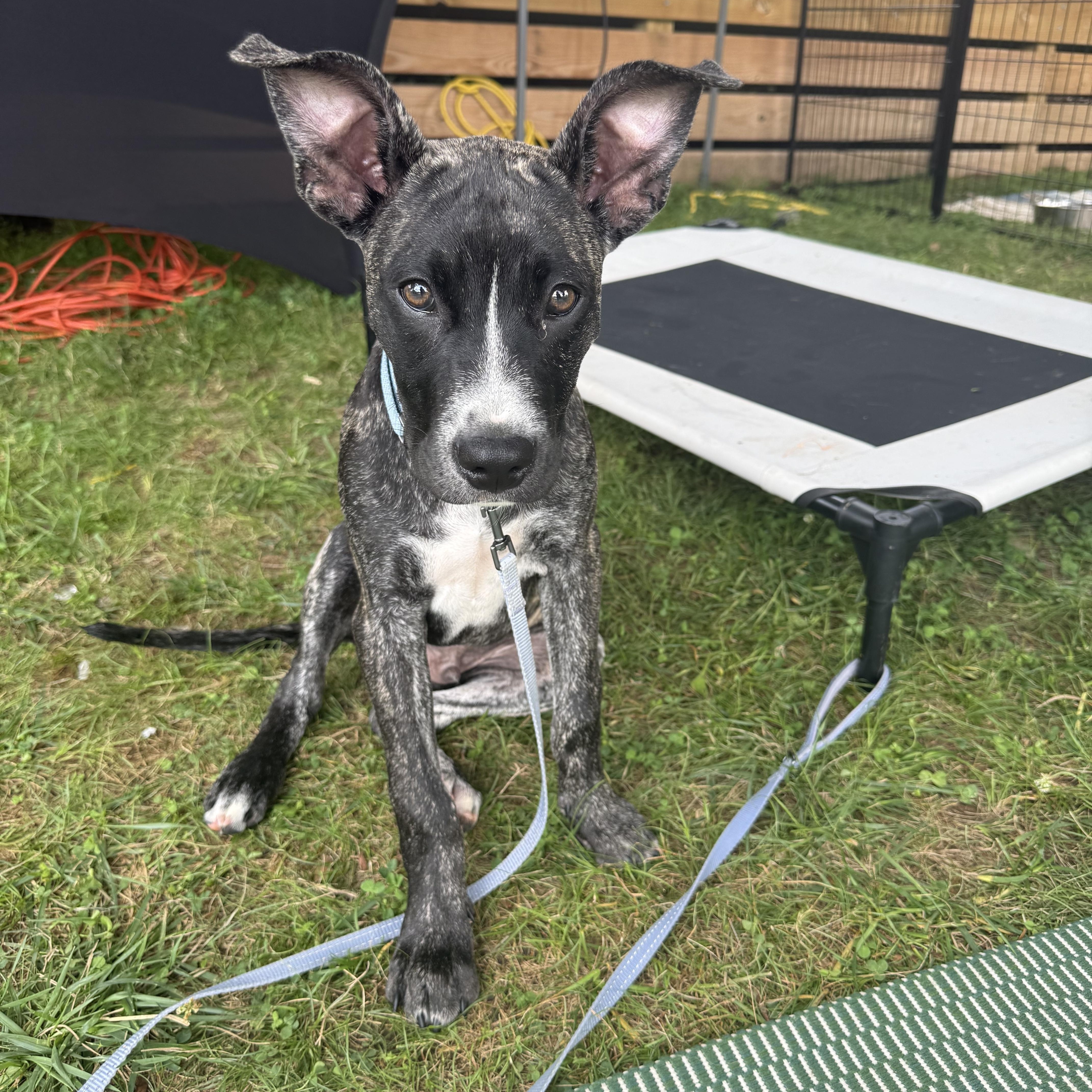 Doc, a ADOPTABLE mixed breed in Spring hill, TN image 5/6