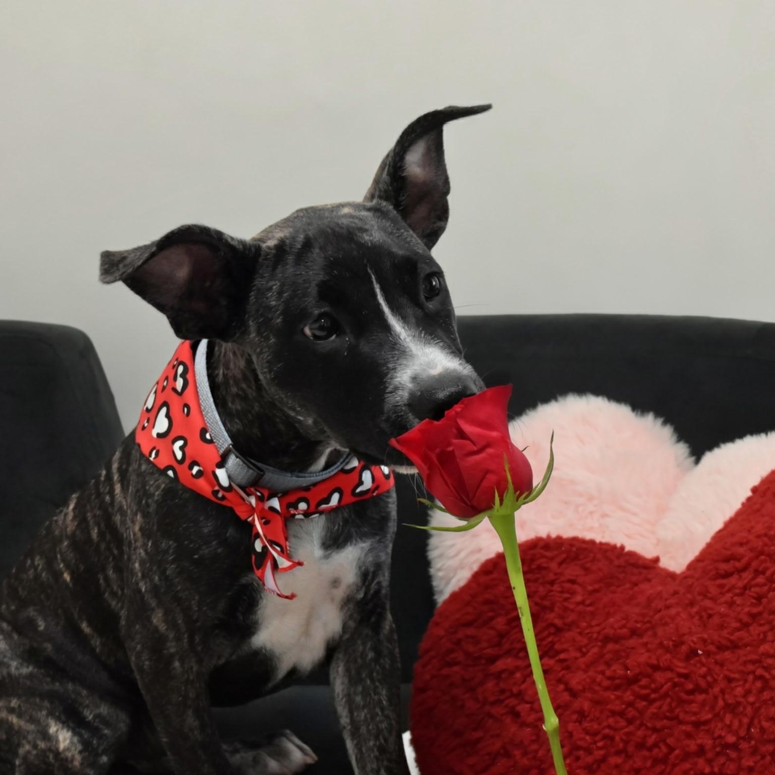Doc, a ADOPTABLE mixed breed in Spring hill, TN image 2/6