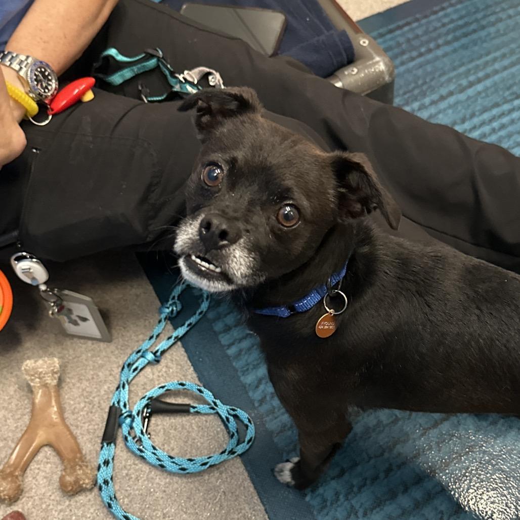Kenny, Adoptable, Adult Male Chihuahua & Mixed Breed.