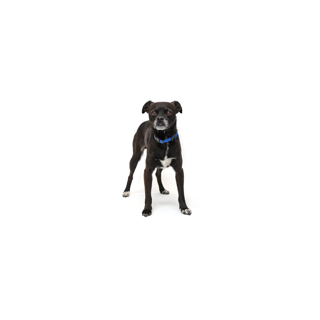 Kenny, a Adoptable mixed breed in Playa Vista, CA image 2/2