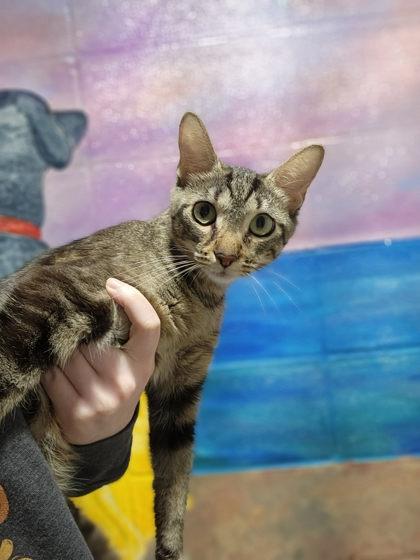 Dolphin, Adoptable, Young Female Domestic Short Hair & Domestic Short Hair.