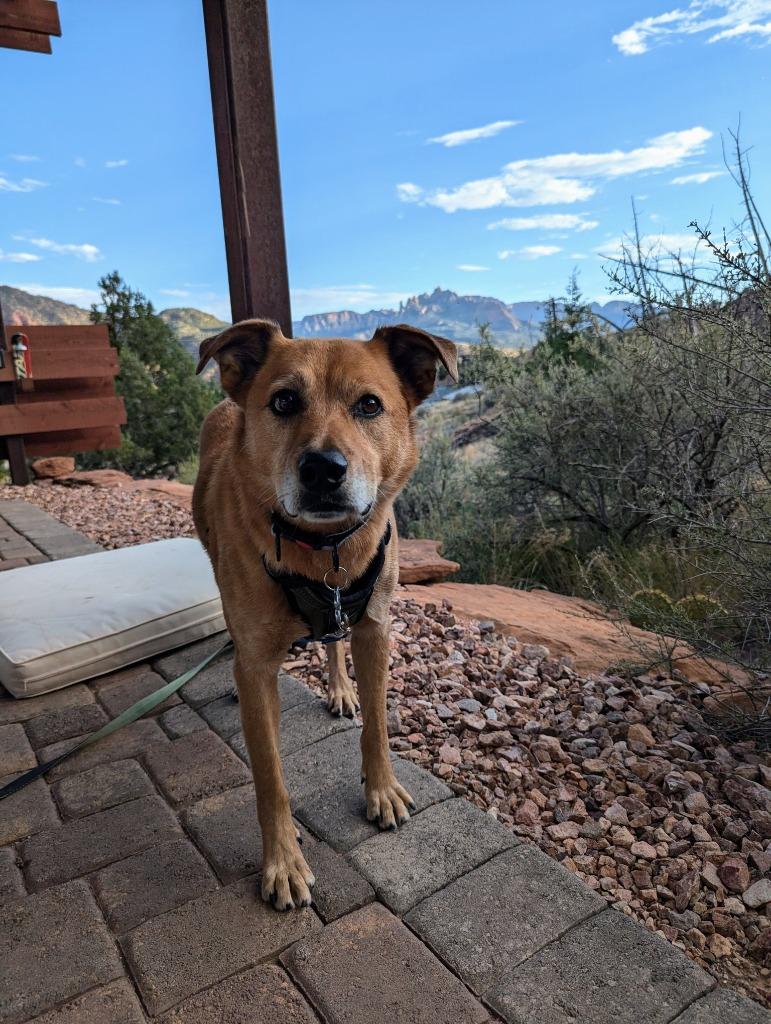 River, Adoptable, Adult Male Australian Cattle Dog / Blue Heeler & Border Collie.