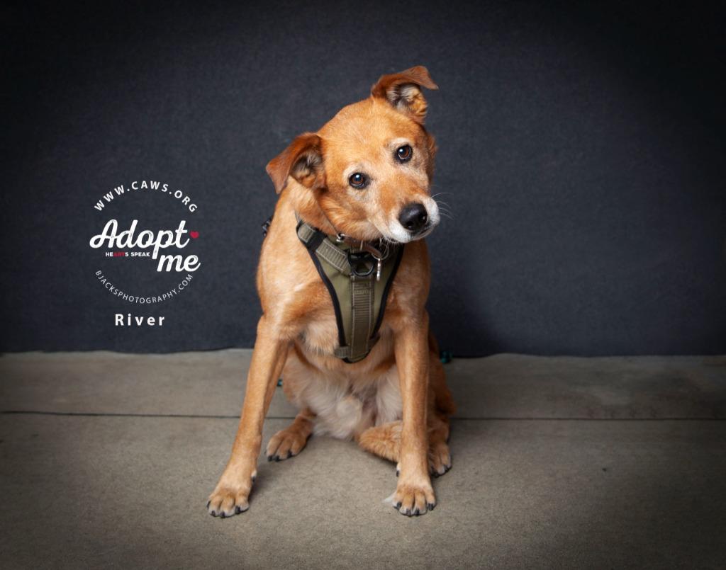 Enlarge River, a Adoptable mixed breed in Salt Lake City, UT image 2/6