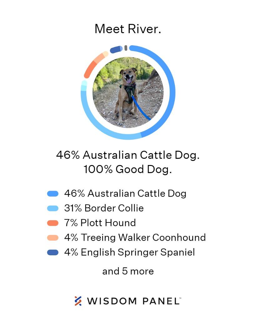 Enlarge River, a Adoptable mixed breed in Salt Lake City, UT image 4/6