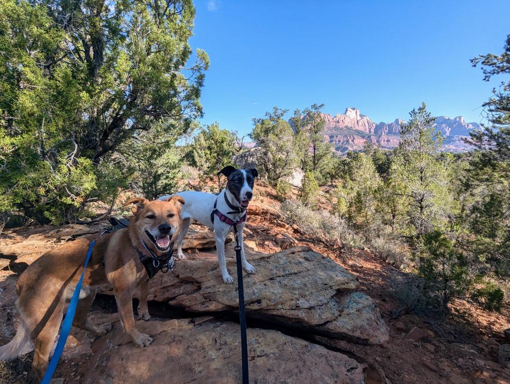 Enlarge River, a Adoptable mixed breed in Salt Lake City, UT image 5/6