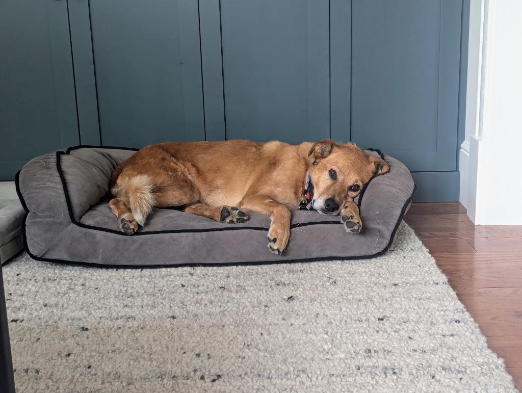 Enlarge River, a Adoptable mixed breed in Salt Lake City, UT image 6/6