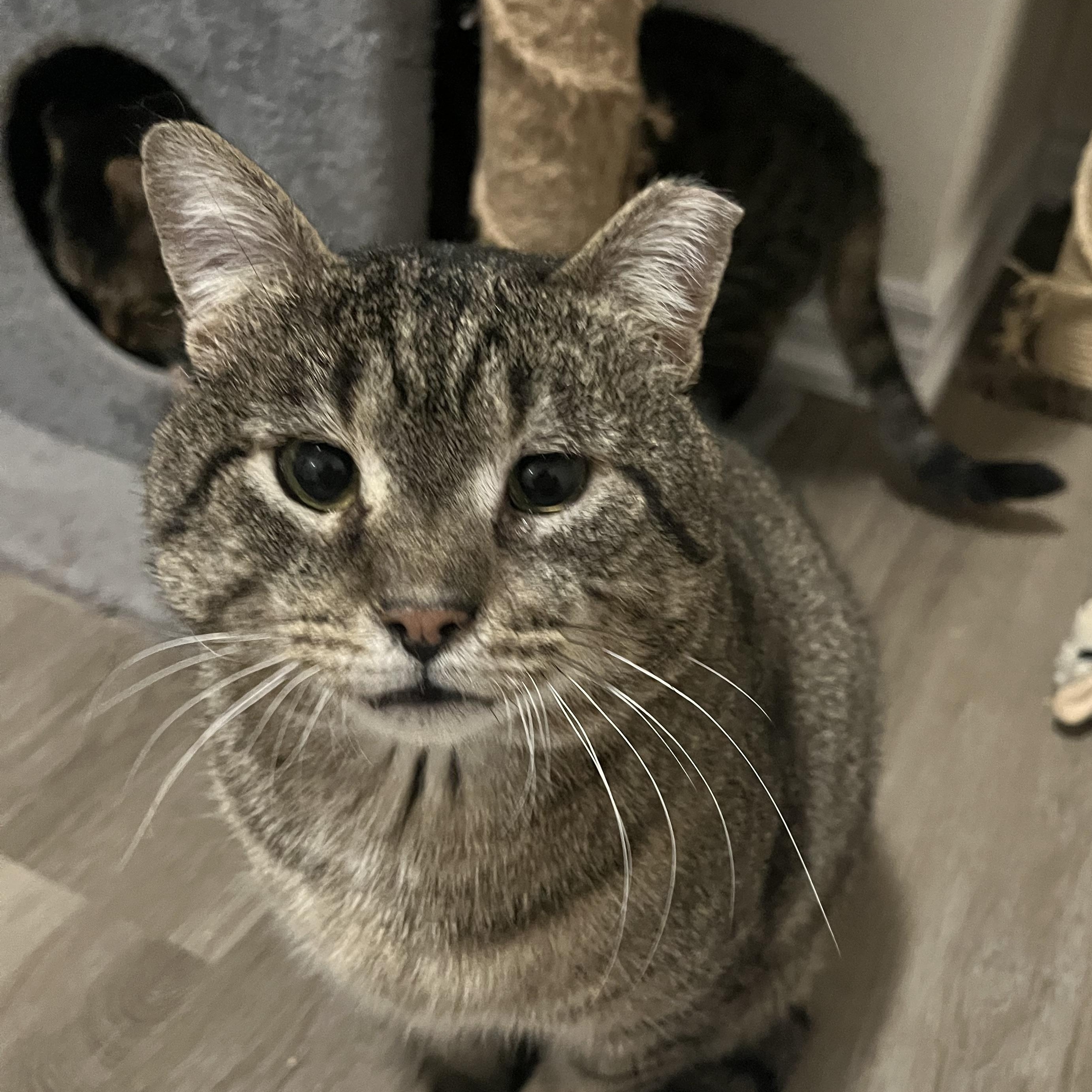 Enlarge Harold, an adopted Domestic Short Hair in Hamilton, ON image 3/4