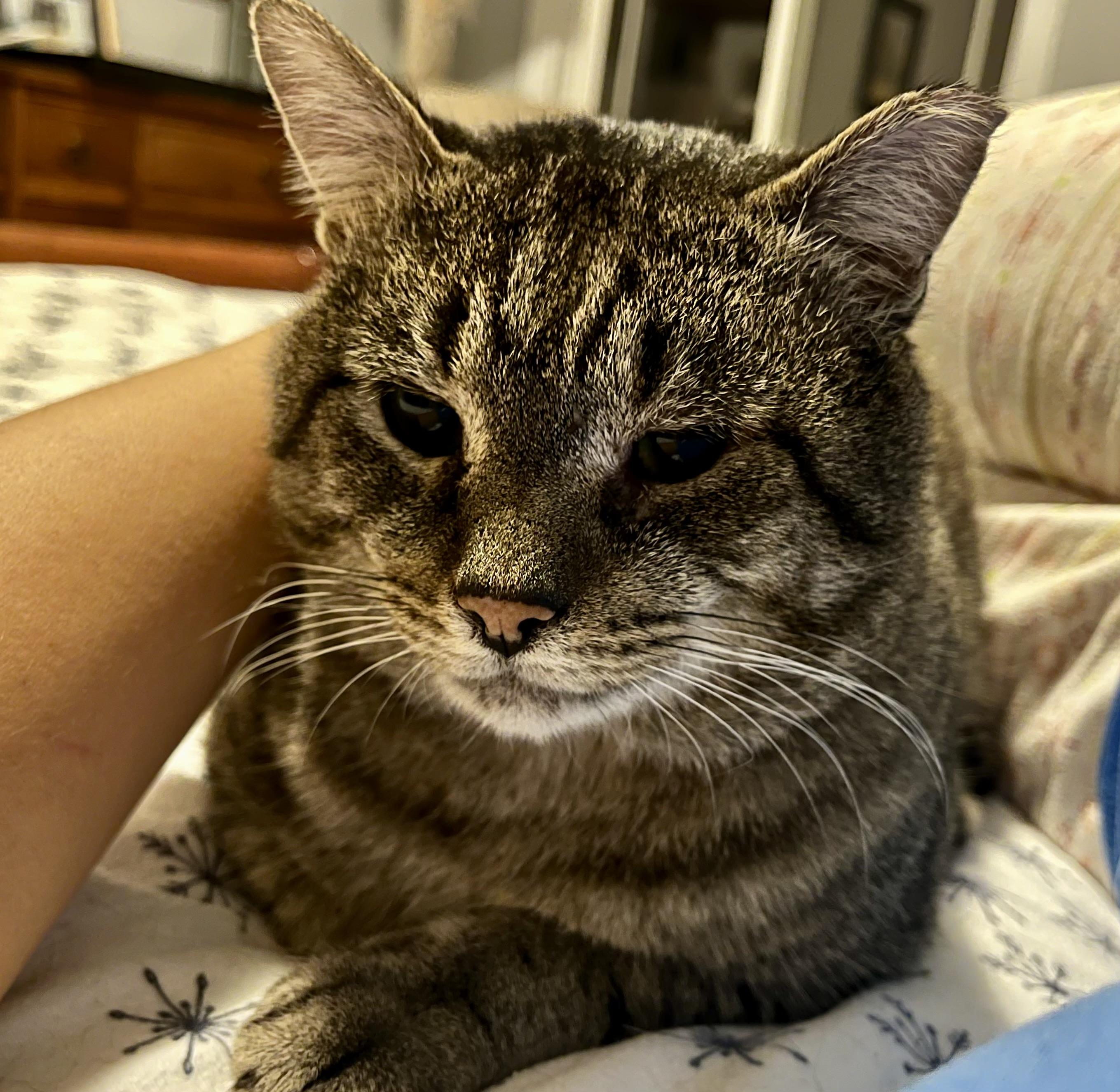 Enlarge Harold, an adopted Domestic Short Hair in Hamilton, ON image 2/4