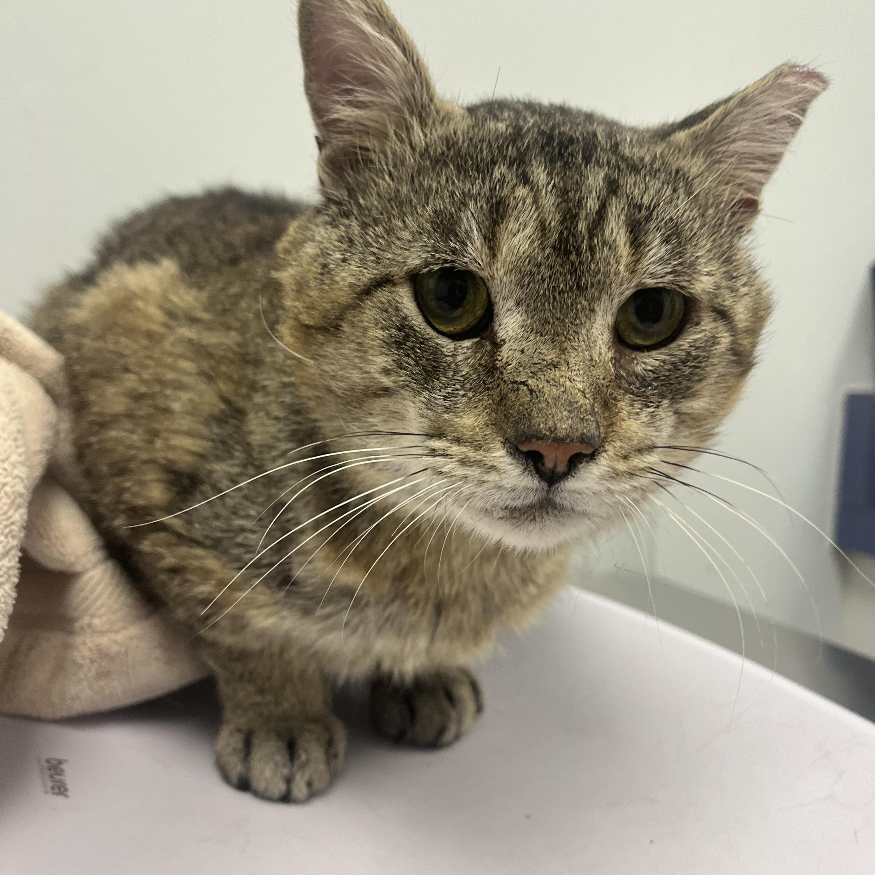 Enlarge Harold, an adopted Domestic Short Hair in Hamilton, ON image 1/4