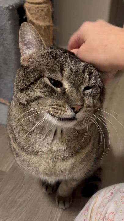 Enlarge Harold, an adopted Domestic Short Hair in Hamilton, ON video 4/4