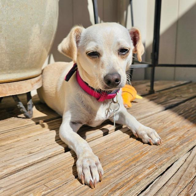 Patty, a Adoptable Chihuahua in Sun Valley, CA image 2/6