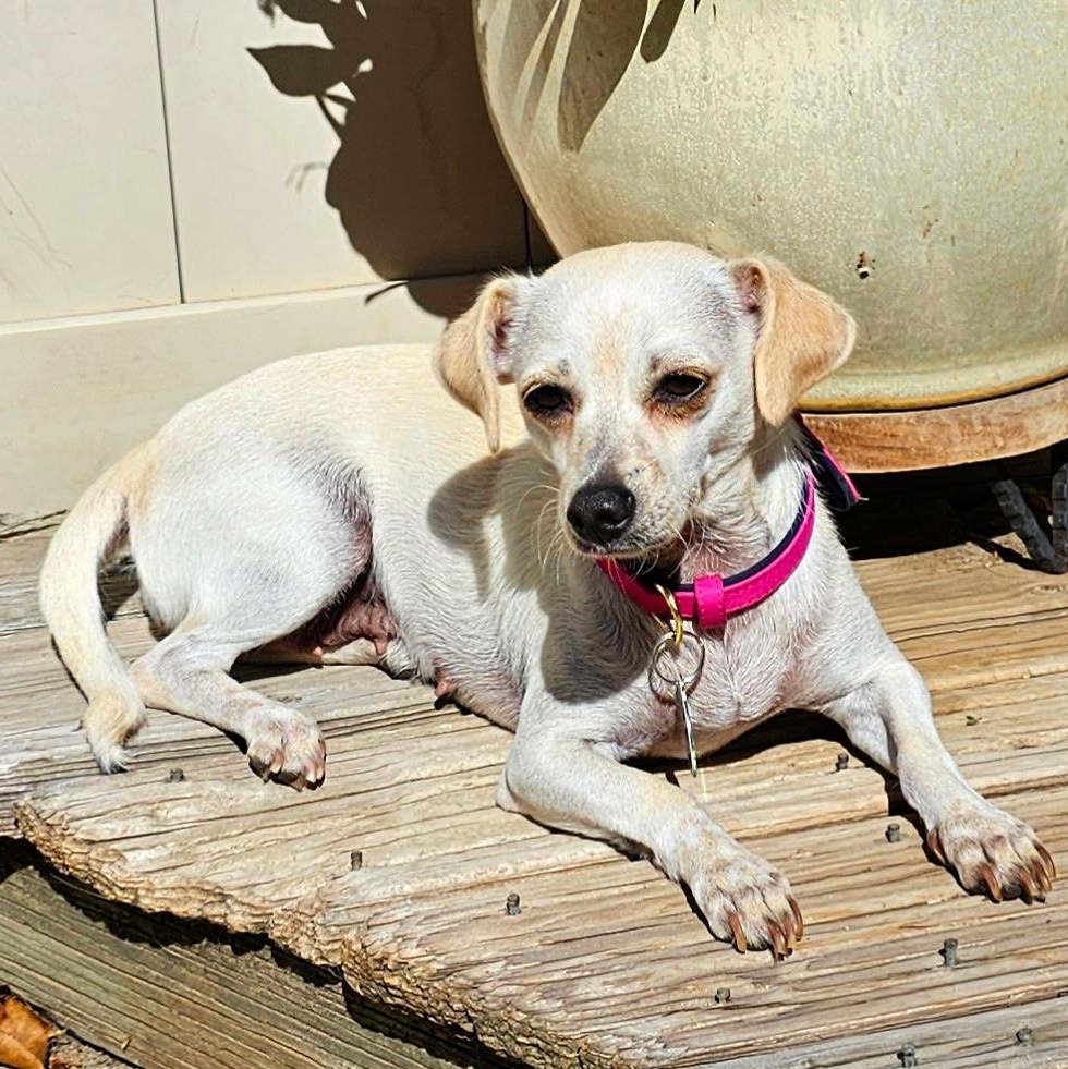 Patty, a Adoptable Chihuahua in Sun Valley, CA image 5/6