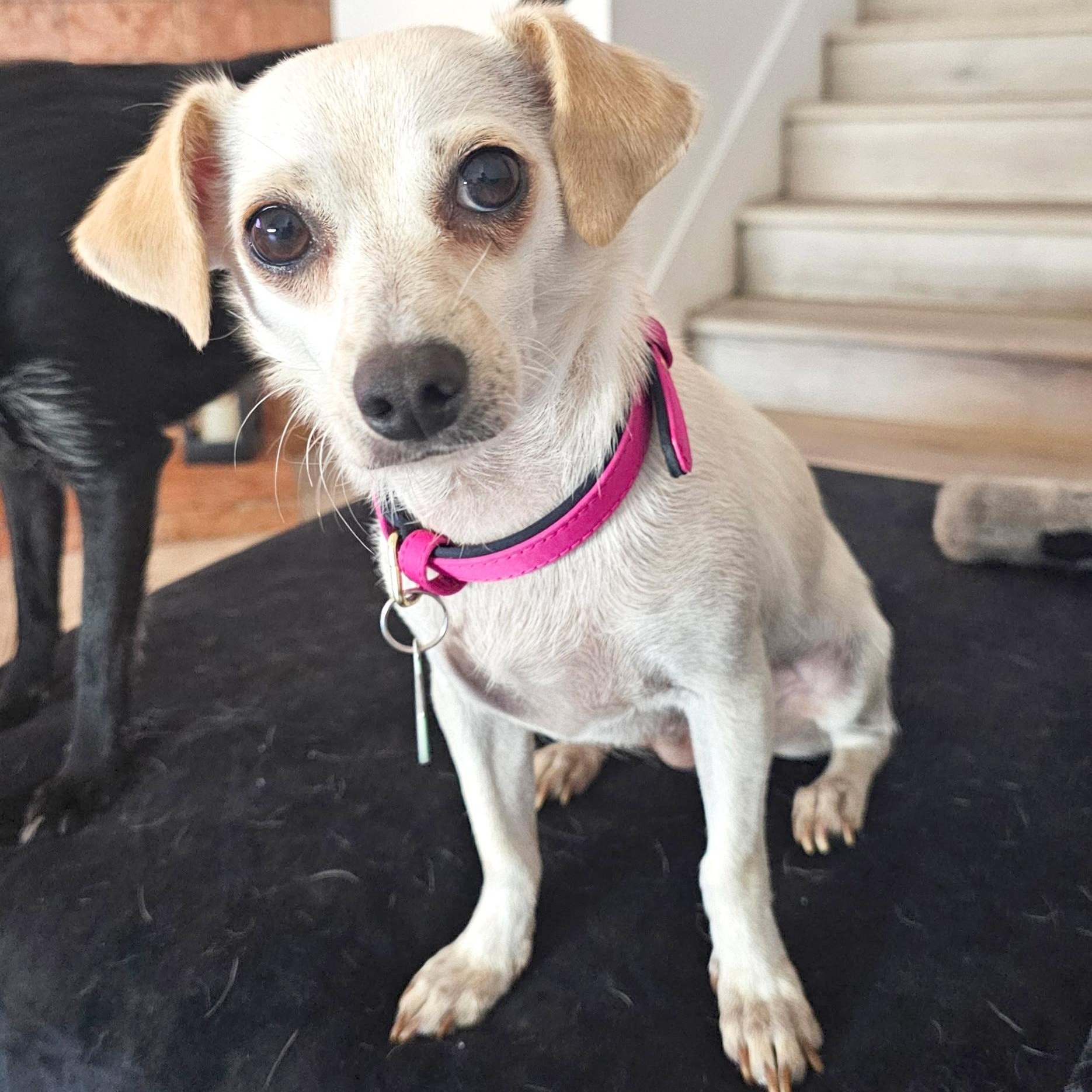 Patty, a Adoptable Chihuahua in Sun Valley, CA image 3/6