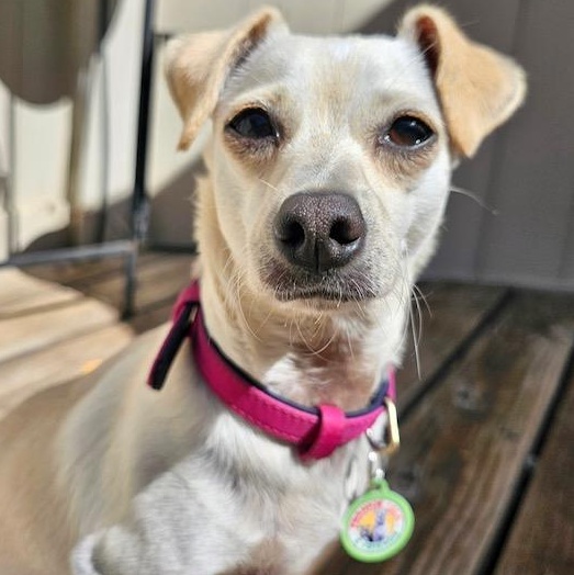 Patty, Adoptable, Young Female Chihuahua.