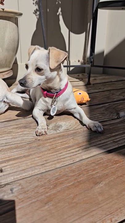 Enlarge Patty, a Adoptable Chihuahua in Sun Valley, CA video 6/6