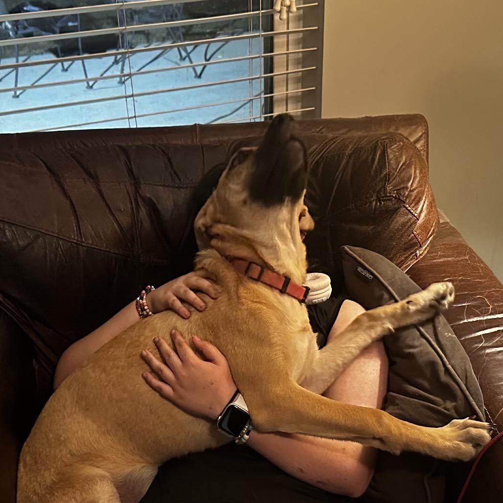 MEME, Adoptable, Young Female Great Dane & Dutch Shepherd.