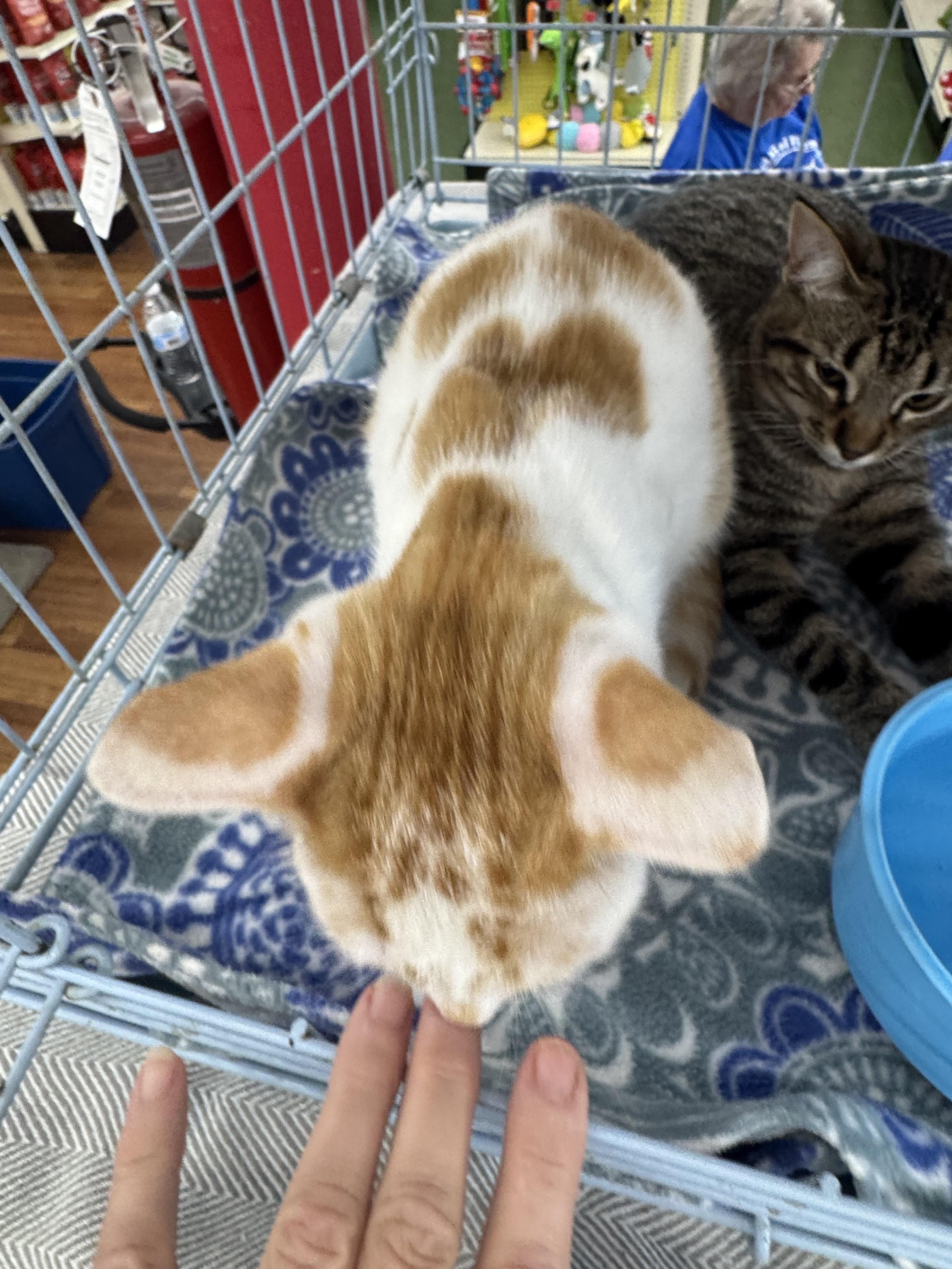 Zephyr, Adoptable, Young Male Domestic Short Hair.