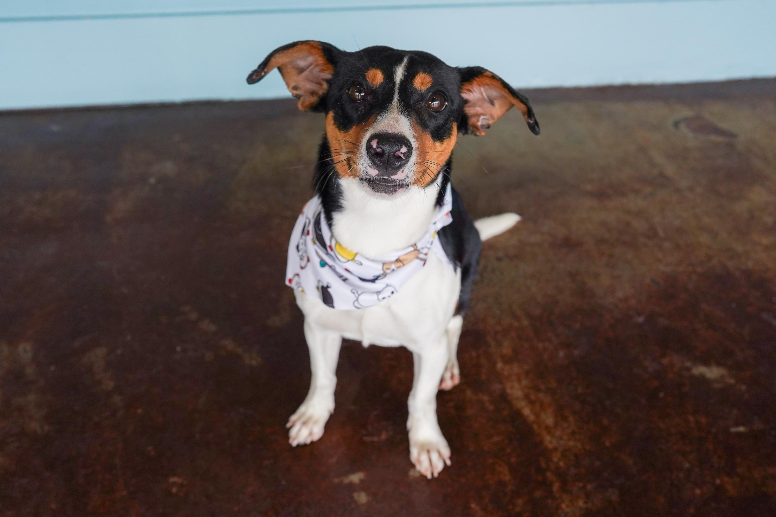 Hopscotch, a ADOPTABLE Jack Russell Terrier in San Antonio, TX image 1/4