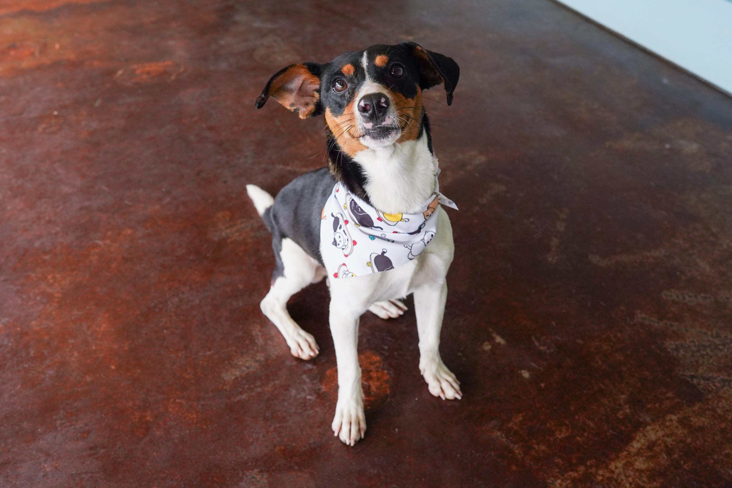Hopscotch, a ADOPTABLE Jack Russell Terrier in San Antonio, TX image 2/4