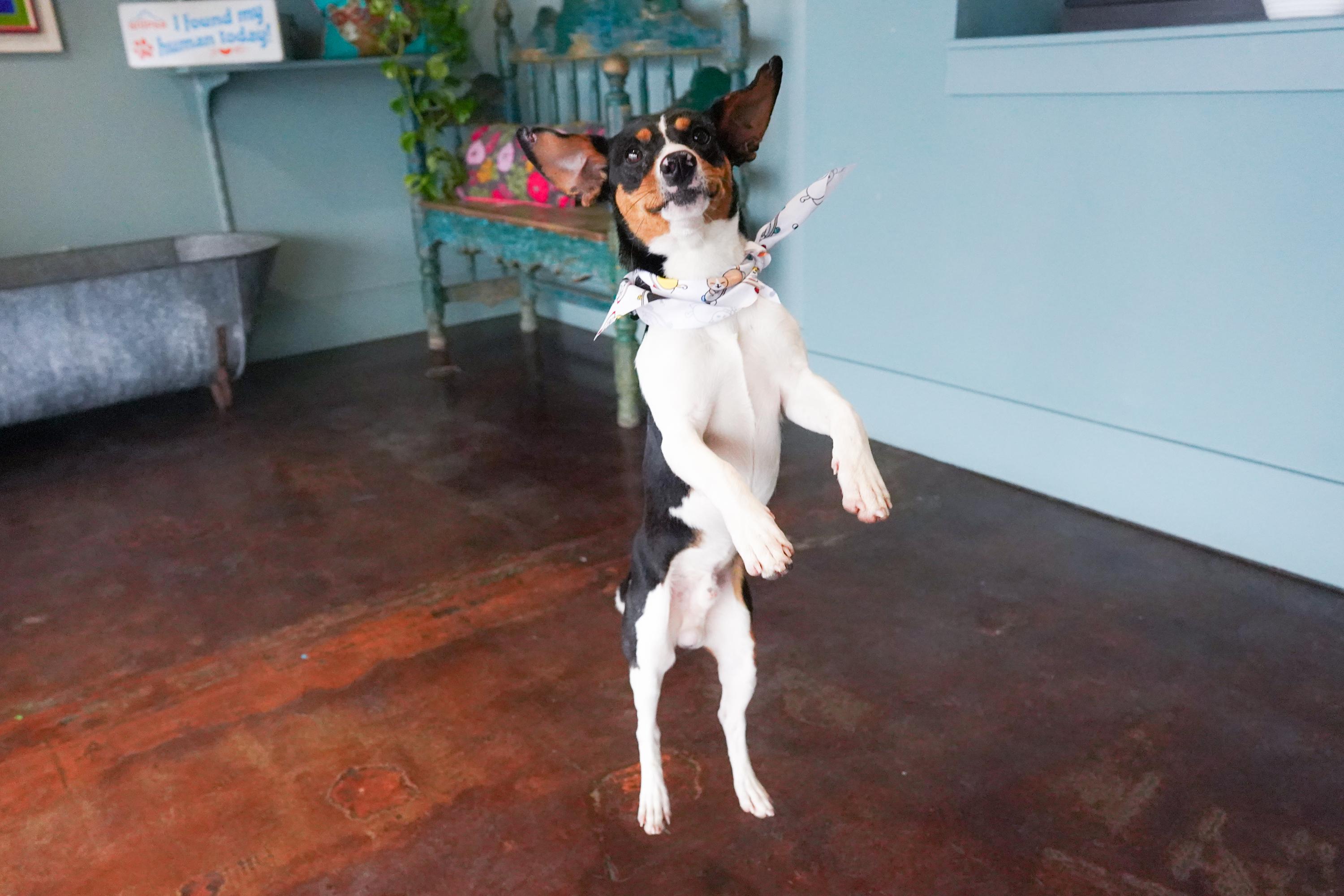 Hopscotch, a ADOPTABLE Jack Russell Terrier in San Antonio, TX image 3/4
