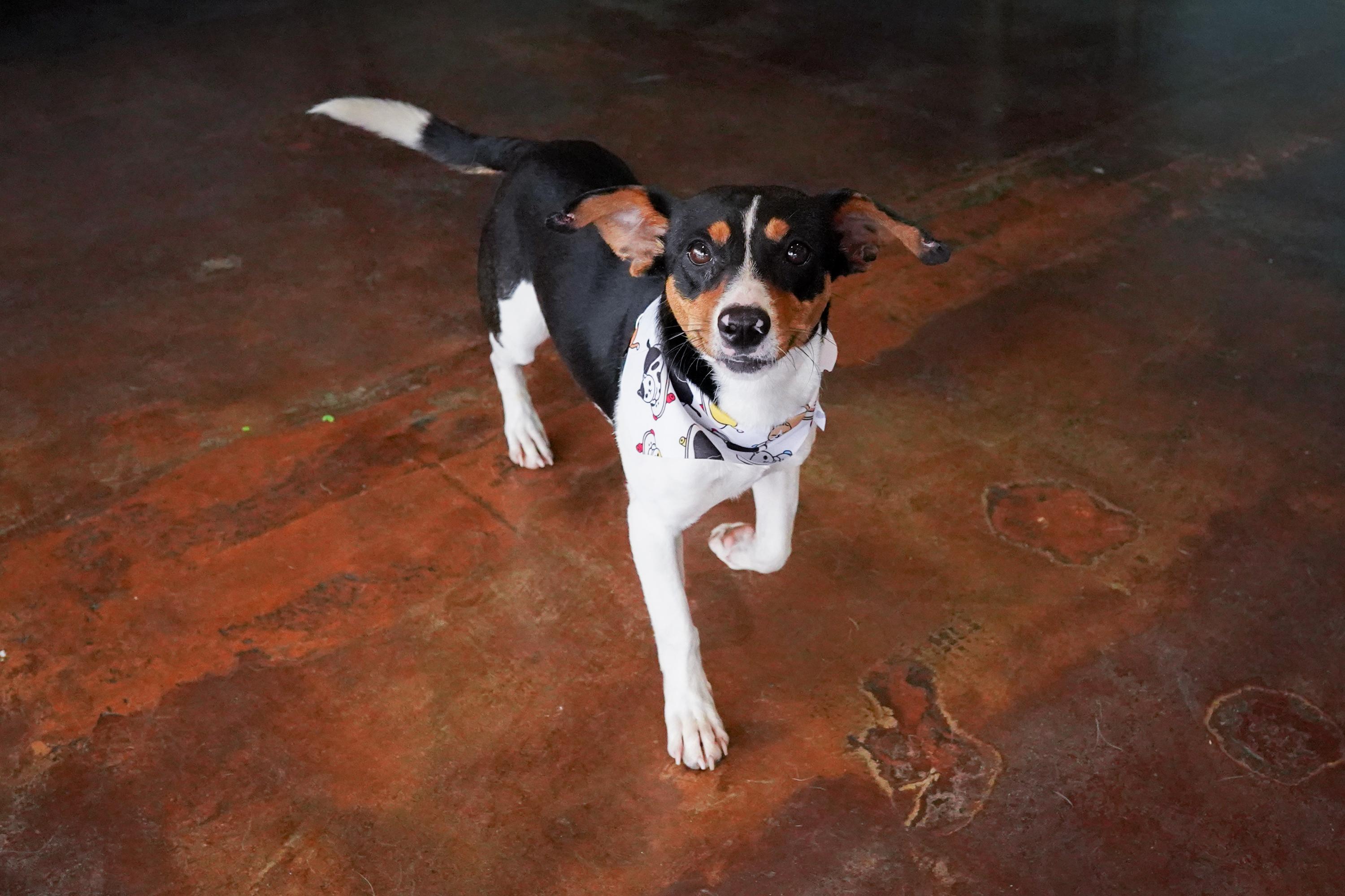 Hopscotch, a ADOPTABLE Jack Russell Terrier in San Antonio, TX image 4/4