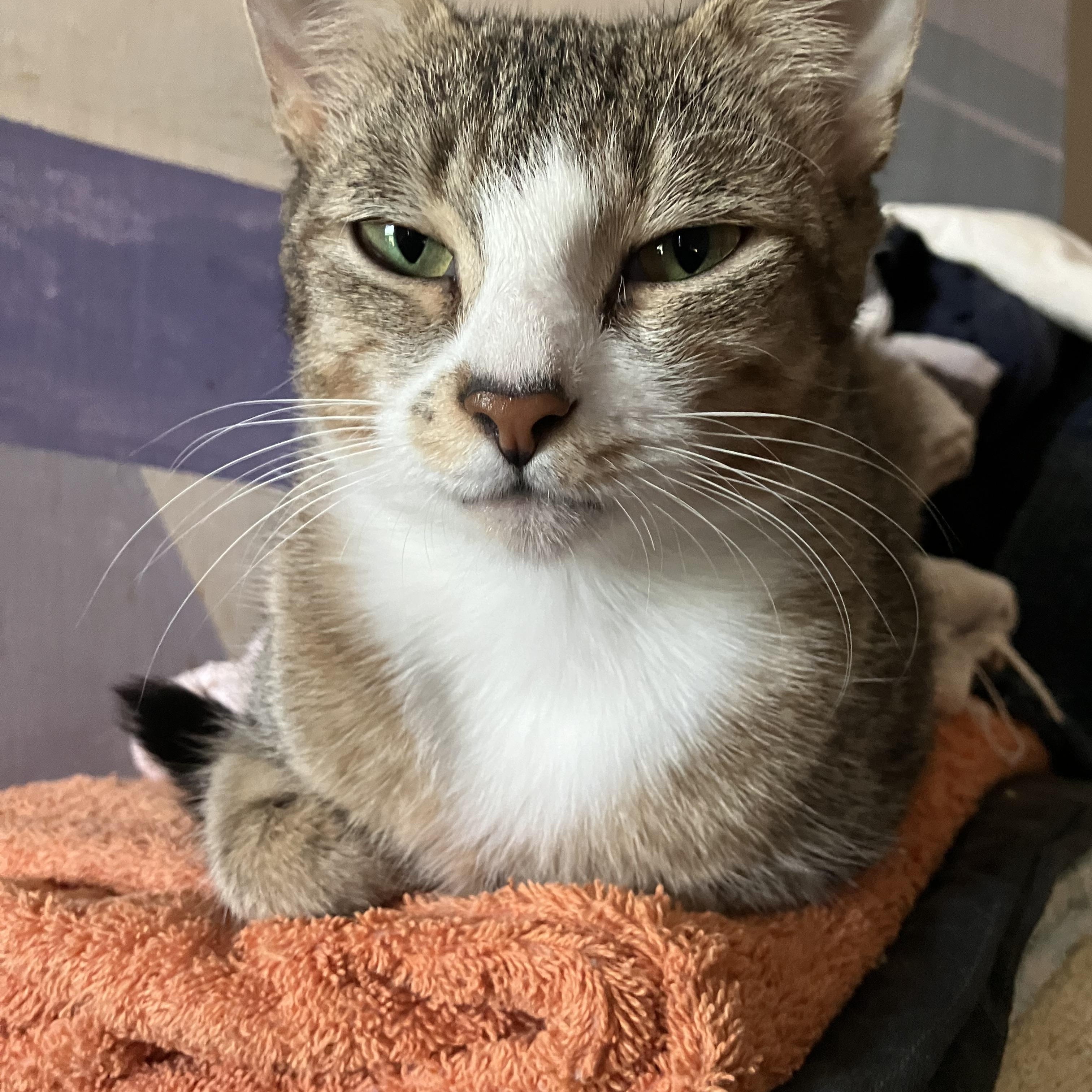 Enlarge Belle, a Adoptable Domestic Short Hair in New Haven, CT image 1/1