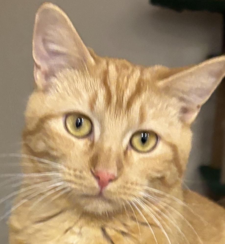 Netta, Adoptable, Kitten Female Domestic Short Hair.