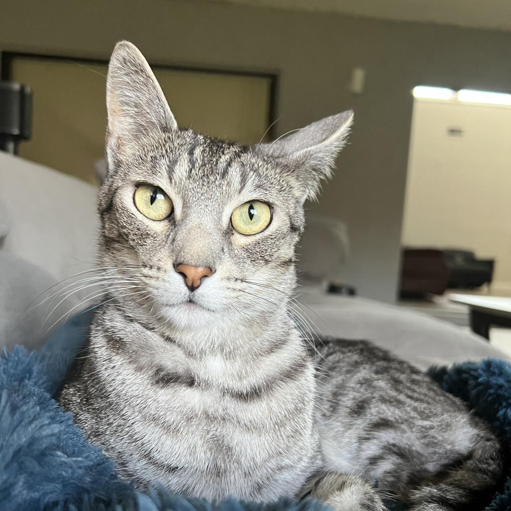 Tyndall and Truman, Adoptable, Senior Male Domestic Short Hair.