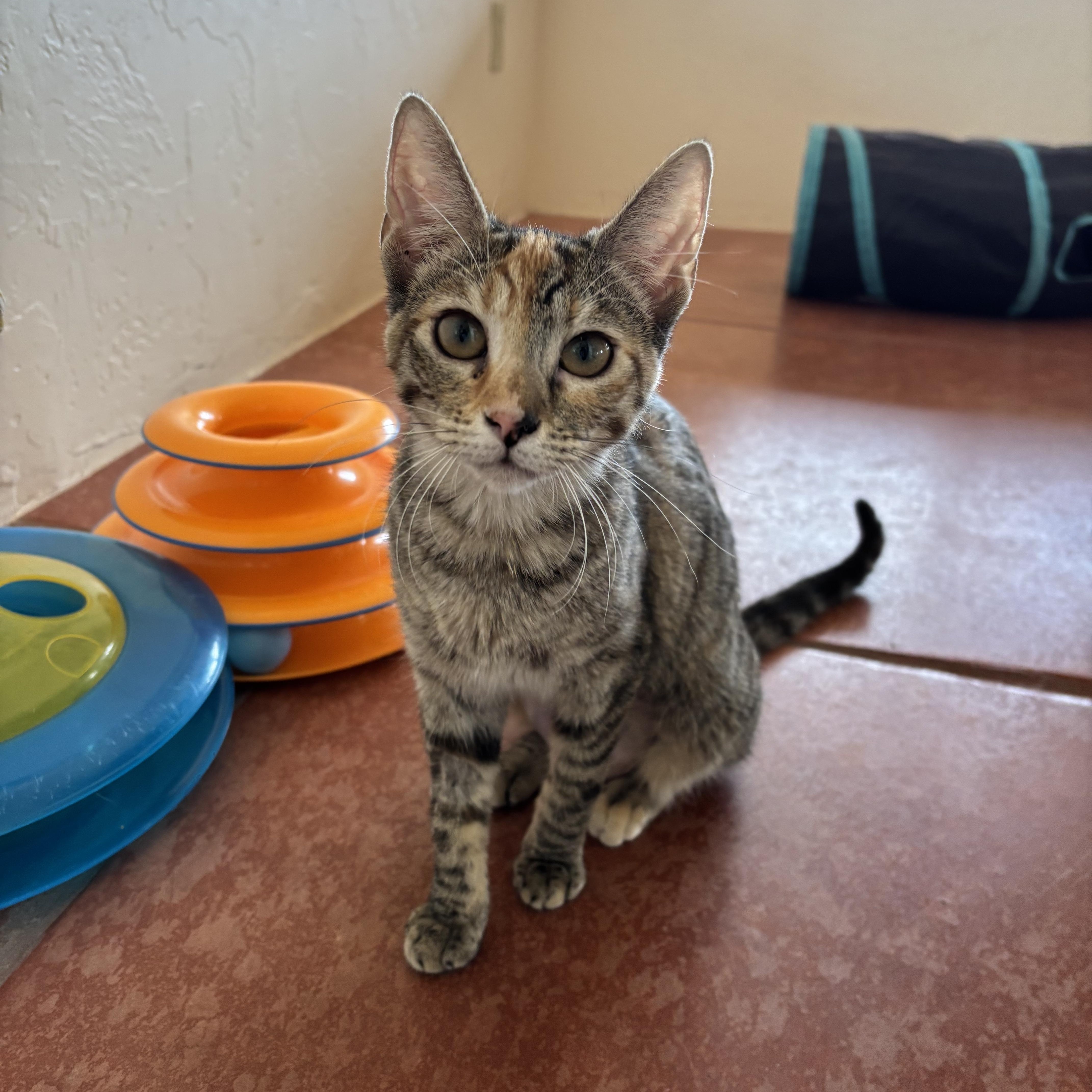 Tulip, ADOPTABLE, Young Female Domestic Short Hair.