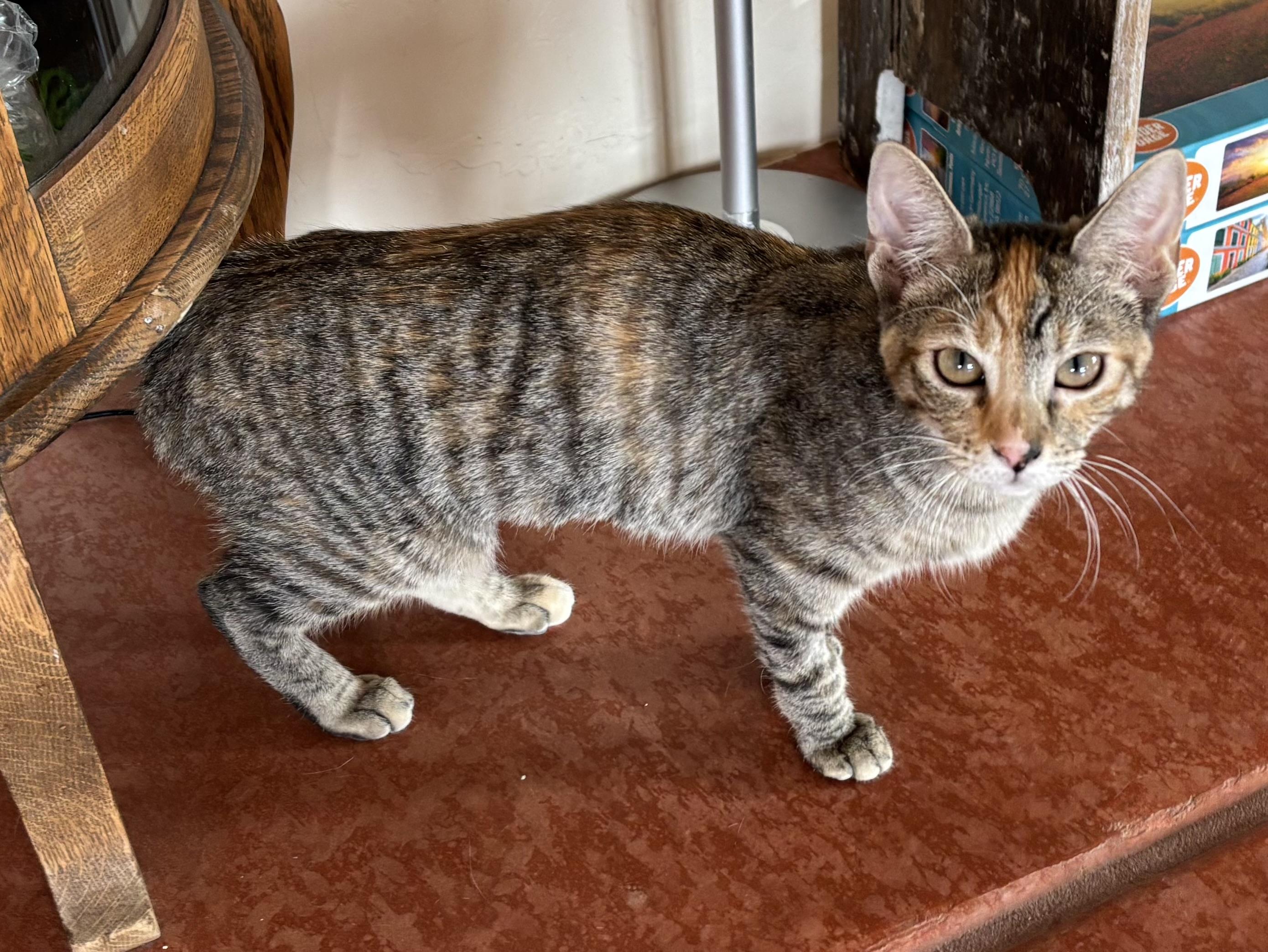 Enlarge Tulip, a ADOPTABLE Domestic Short Hair in Sierra Vista, AZ image 2/2