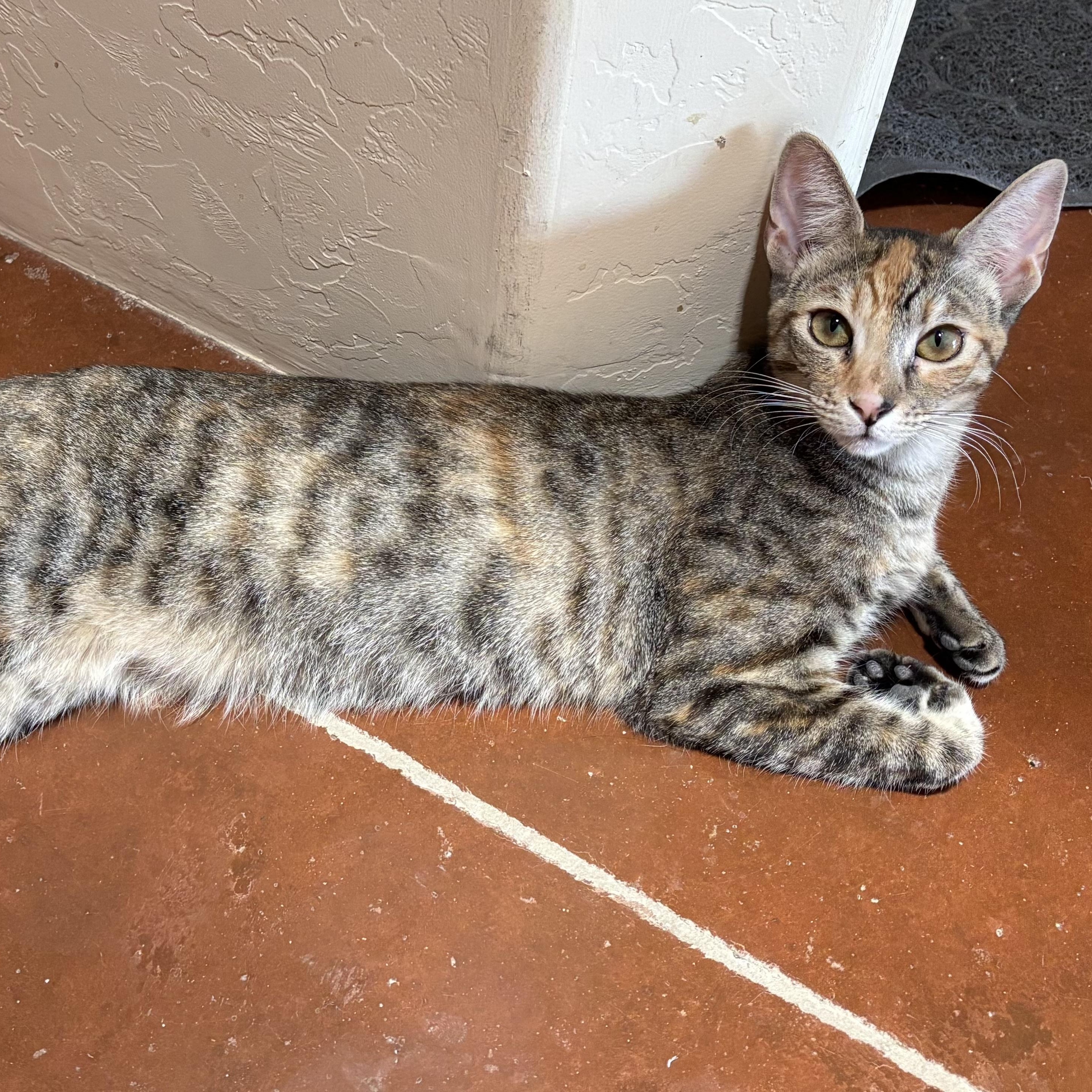 Enlarge Tulip, a ADOPTABLE Domestic Short Hair in Sierra Vista, AZ image 1/3